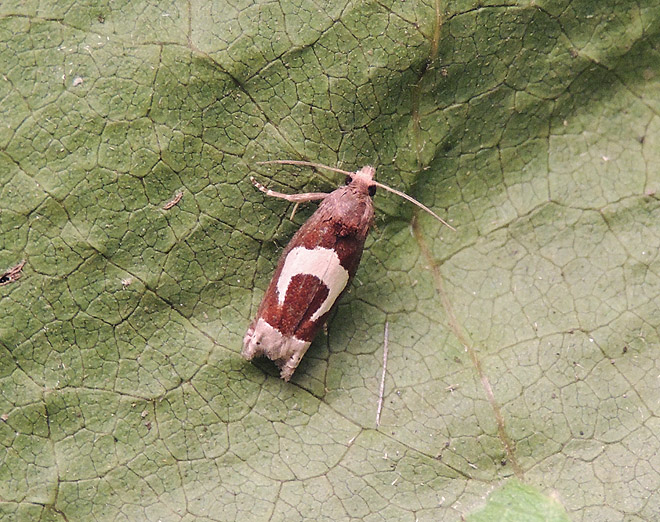 Epiblema foenella Tortricidae